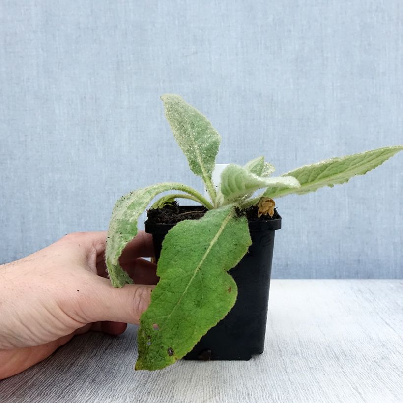 Exemplar von Verbascum thapsus - Molène Bouillon blanc Godet de 8/9 cm wie im Herbst geliefert