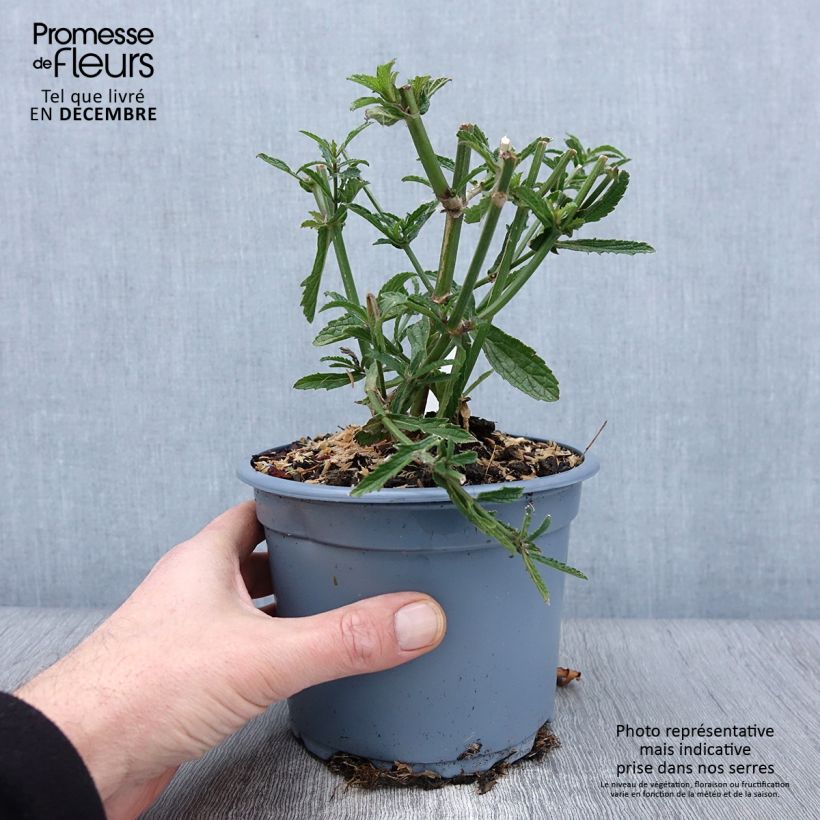 Exemplar von Argentinisches Eisenkraut - Verbena bonariensis Topf mit 2L/3L wie im Herbst geliefert