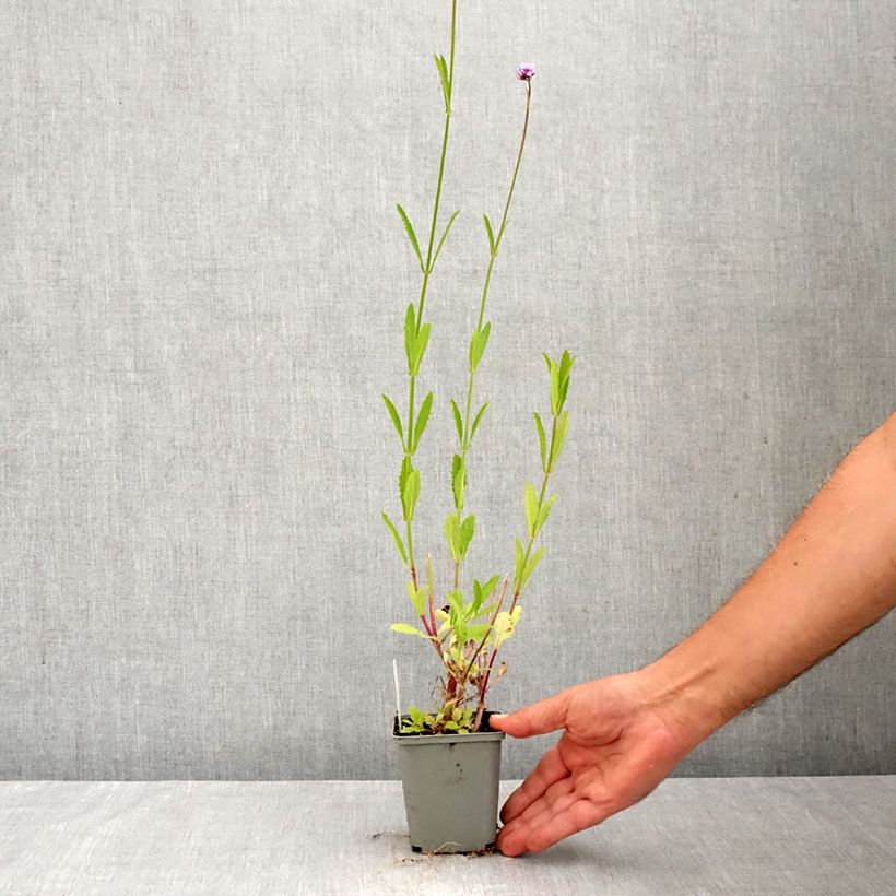 Exemplar von Argentinisches Eisenkraut - Verbena bonariensis Kleine Töpfe von 8/9 cm wie im Herbst geliefert