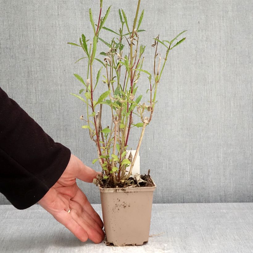 Exemplar von Argentinisches Eisenkraut - Verbena bonariensis Kleine Töpfe von 8/9 cm wie im Frühjahr geliefert