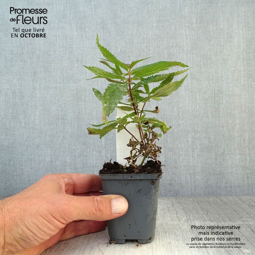 Exemplar von Verbena hastata Blue Spires - Verveine hastée Godet de 8/9 cm wie im Herbst geliefert