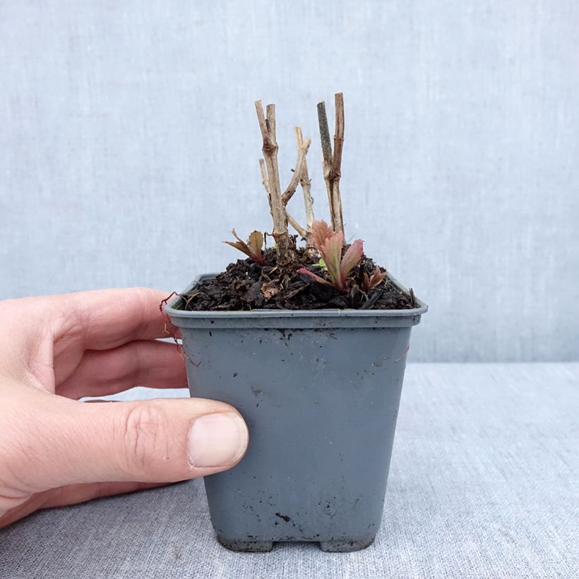 Exemplar von Verbena hastata Blue Spires - Lanzen-Eisenkraut Kleine Töpfe von 8/9 cm wie im Frühjahr geliefert