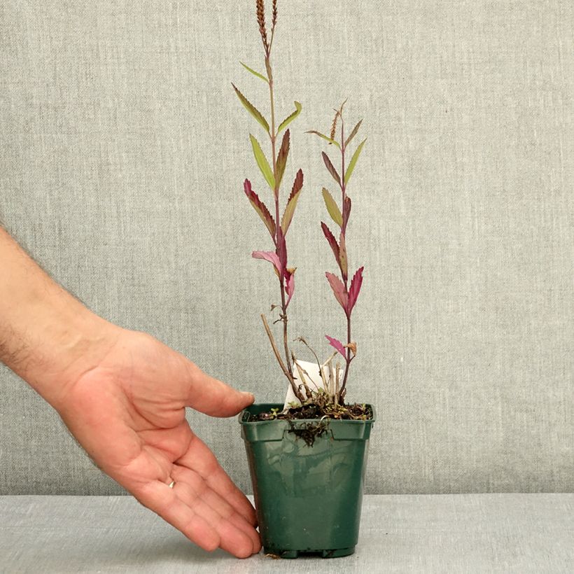 Exemplar von Verbena hastata Pink Spires - Lanzen-Eisenkraut Kleine Töpfe von 8/9 cm wie im Sommer geliefert
