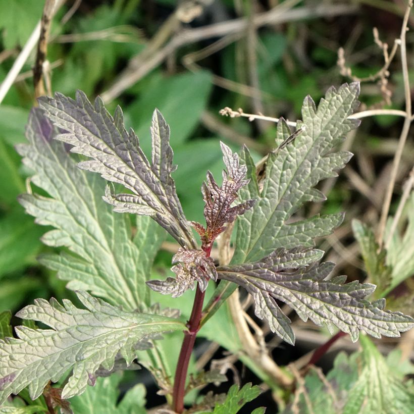 Echtes Eisenkraut Bampton - Verbena officinalis (Laub)