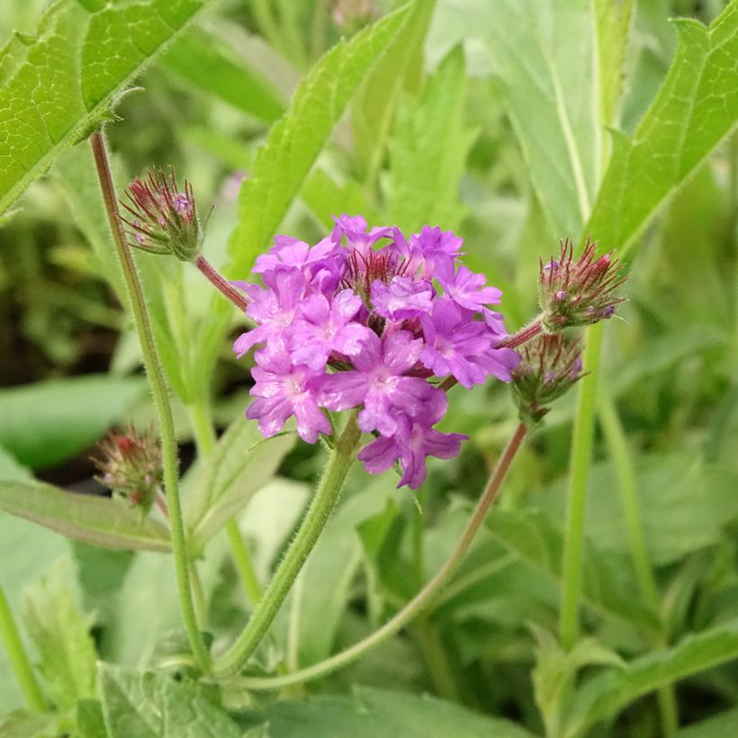 Verbena rigida Venosa - Steifes Eisenkraut (Flowering)