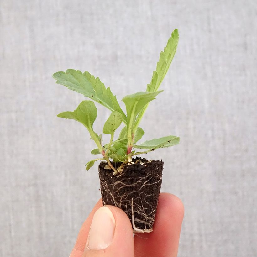 Example of Verbena rigida Venosa - Steifes Eisenkraut Mini-Plug Ø 3/4 cm as you get in printemps