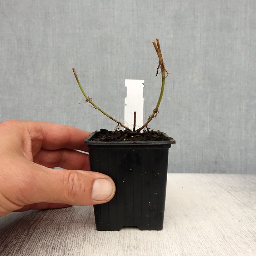 Exemplar von Verbena tenuisecta - Verveine mousse Kleine Töpfe von 8/9 cm wie im Frühjahr geliefert