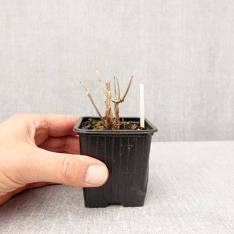 Example of Verbene Lavender Spires Kleine Töpfe von 8/9 cm as you get in printemps