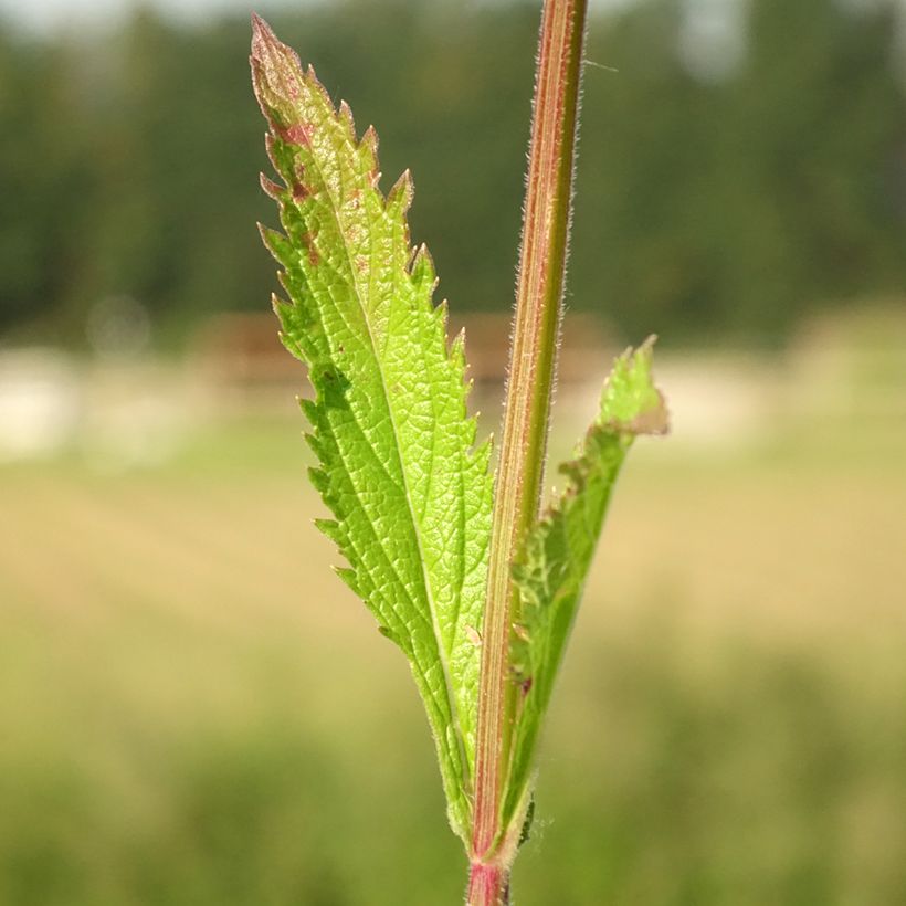 Verbene Lavender Spires (Foliage)