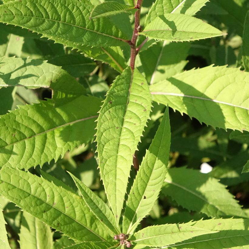 Vernonia arkansana - Arkansas-Scheinaster (Foliage)