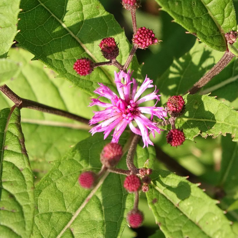 Vernonia arkansana - Arkansas-Scheinaster (Flowering)