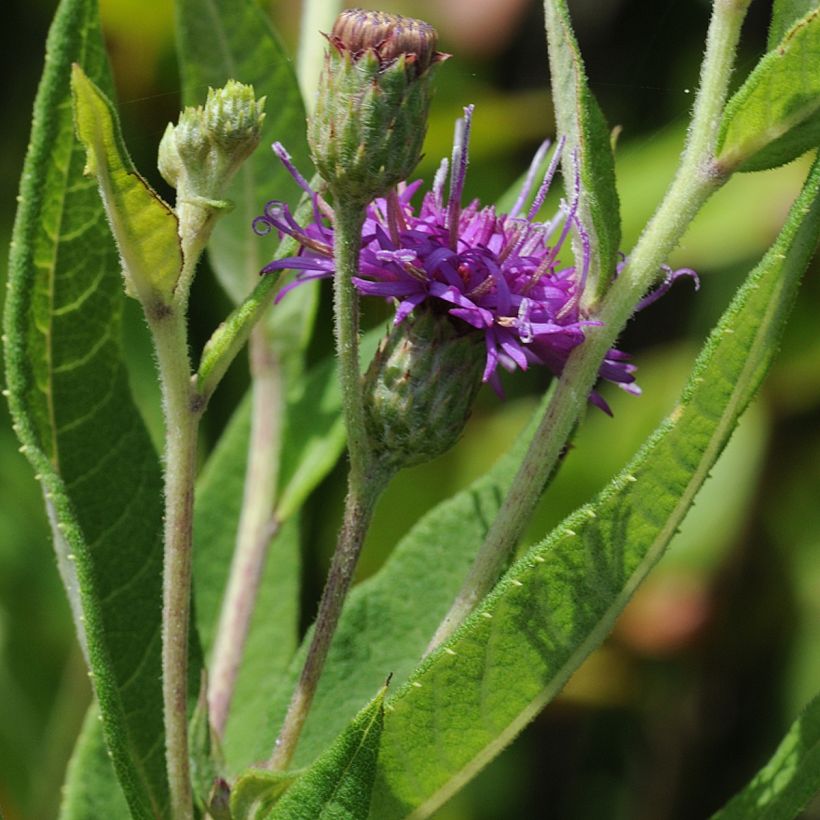 Vernonia gigantea - Hohe Scheinaster (Foliage)