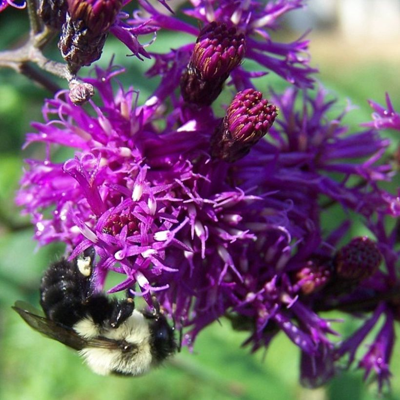 Vernonia gigantea - Hohe Scheinaster (Flowering)