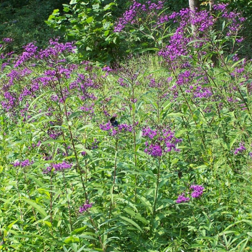 Vernonia gigantea - Hohe Scheinaster (Plant habit)