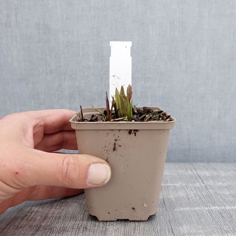 Example of Vernonia gigantea - Hohe Scheinaster Kleine Töpfe von 8/9 cm as you get in printemps