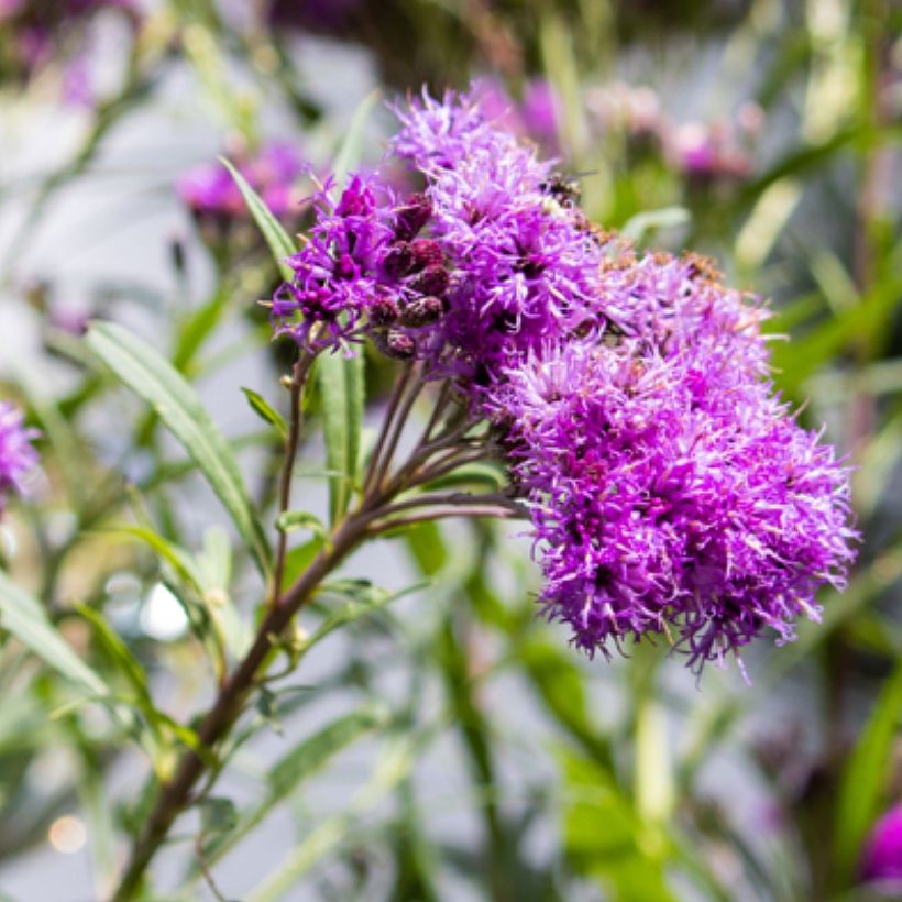 Vernonia lettermannii - Lettermanns Scheinaster (Flowering)