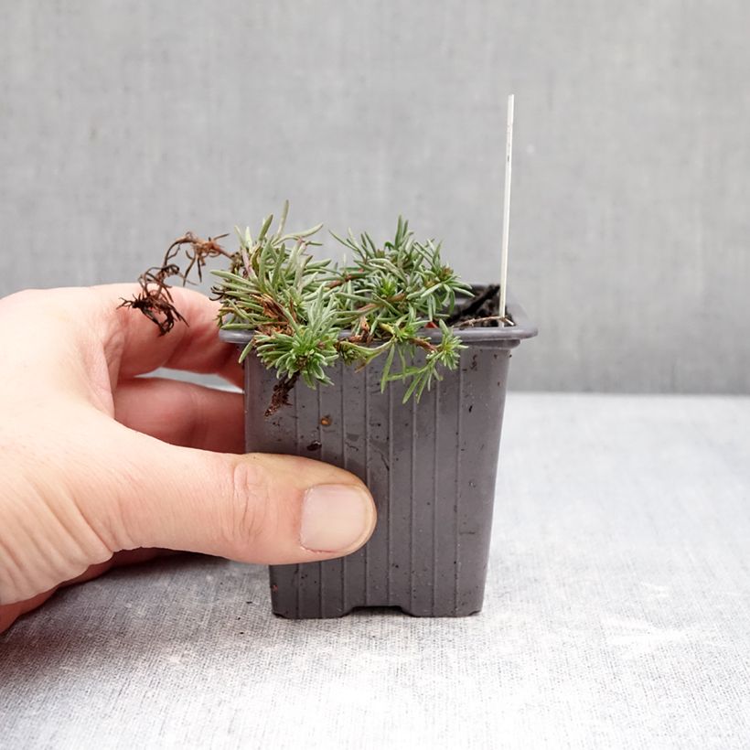 Exemplar von Veronica armena - Armenische Ehrenpreis Kleine Töpfe von 8/9 cm wie im Winter geliefert