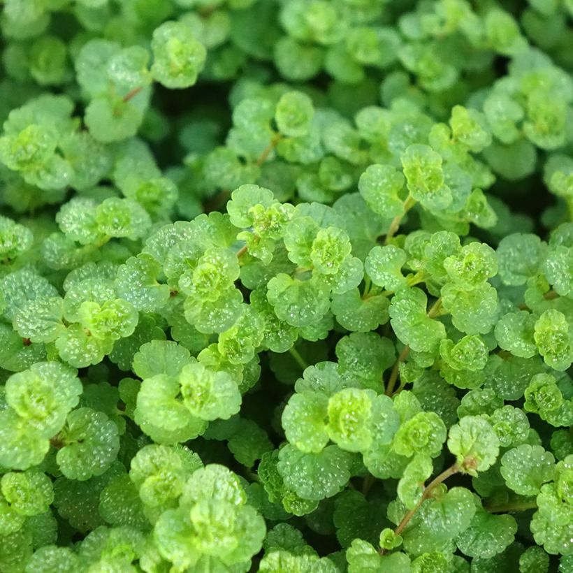 Veronica filiformis - Véronique filiforme (Laub)