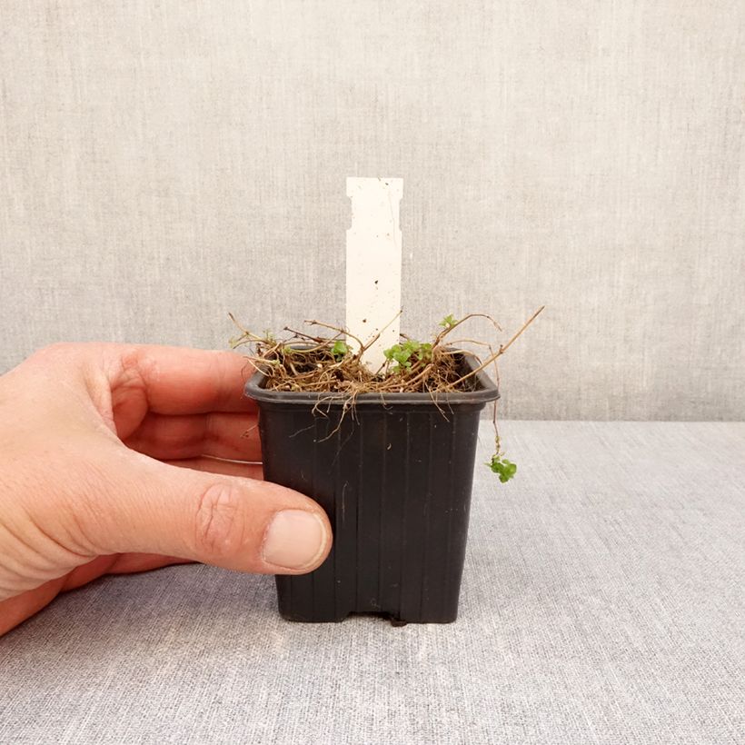 Exemplar von Veronica filiformis - Véronique filiforme Kleine Töpfe von 8/9 cm wie im Frühjahr geliefert