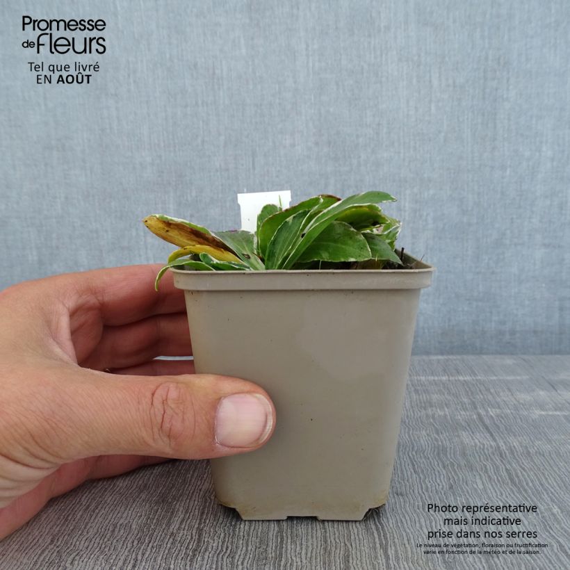 Exemplar von Veronica gentianoides Variegata - Enzianblättriger Ehrenpreis Kleine Töpfe von 8/9 cm wie im Sommer geliefert