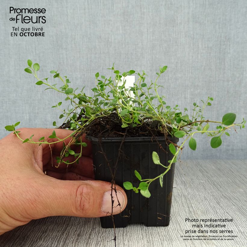 Exemplar von Veronica liwanensis - Zwerg-Polster-Ehrenpreis Kleine Töpfe von 8/9 cm wie im Herbst geliefert