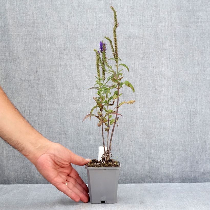 Exemplar von Langblättriger Ehrenpreis Blauriesin - Veronica longifolia Kleine Töpfe von 8/9 cm wie im Sommer geliefert