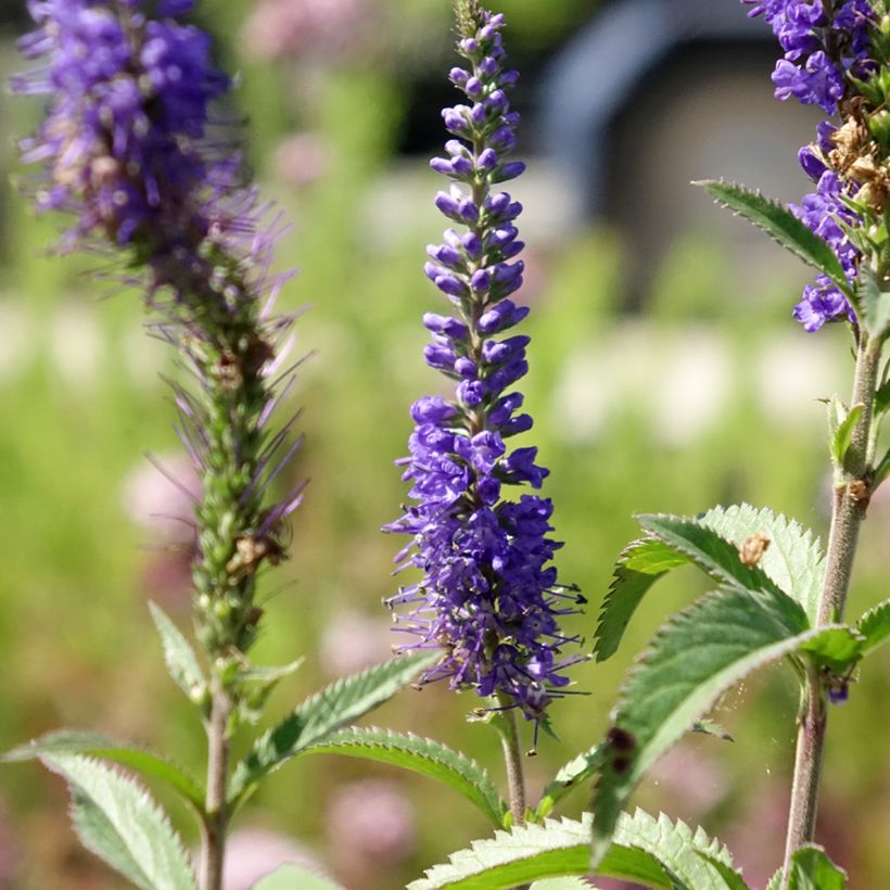 Langblättriger Ehrenpreis Blauriesin - Veronica longifolia (Blüte)
