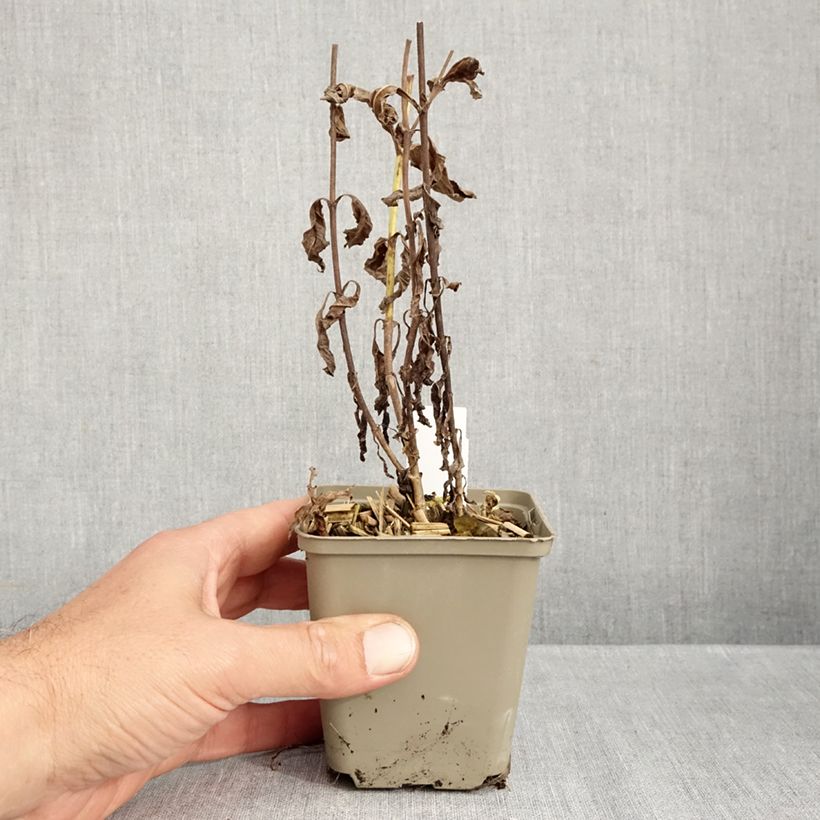 Exemplar von Langblättriger Ehrenpreis Charlotte - Veronica longifolia Kleine Töpfe von 8/9 cm wie im Herbst geliefert