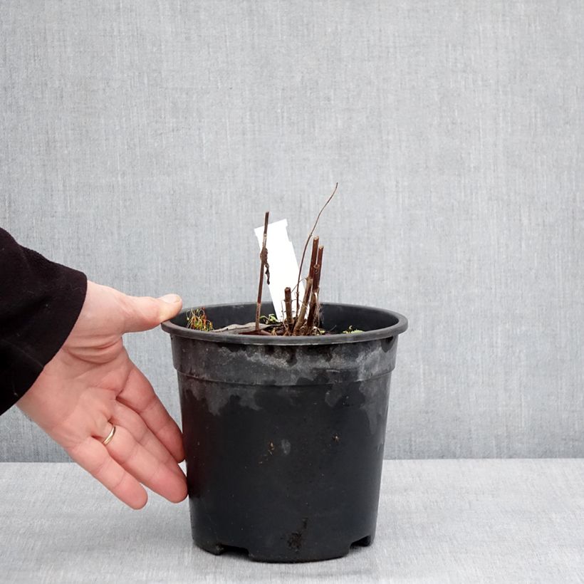 Example of Langblättriger Ehrenpreis First Glory - Veronica longifolia Topf mit 2L/3L as you get in hiver