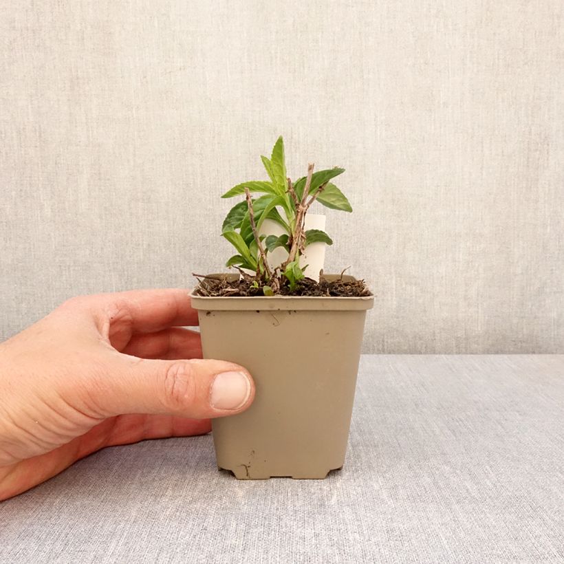 Exemplar von Langblättriger Ehrenpreis First Lady - Veronica longifolia Kleine Töpfe von 8/9 cm wie im Frühjahr geliefert