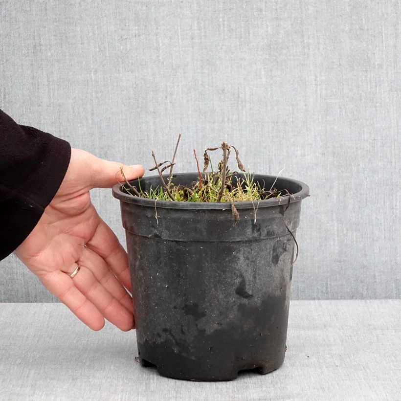 Example of Veronica Baby Blue - Ehrenpreis Topf mit 2L/3L as you get in hiver