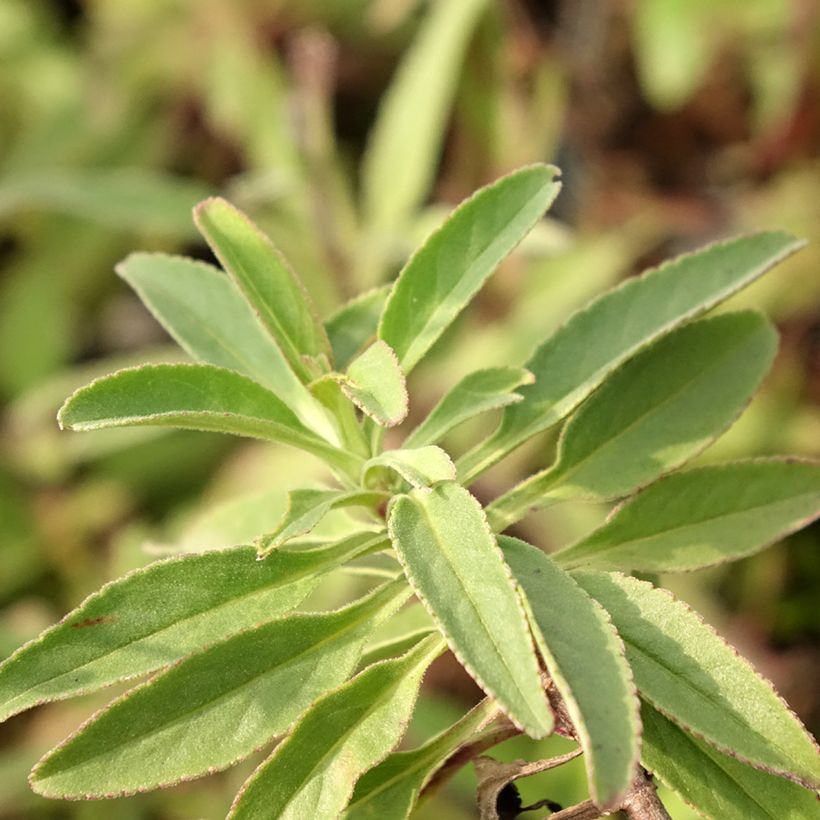 Ähriger Ehrenpreis Erika - Veronica spicata (Foliage)