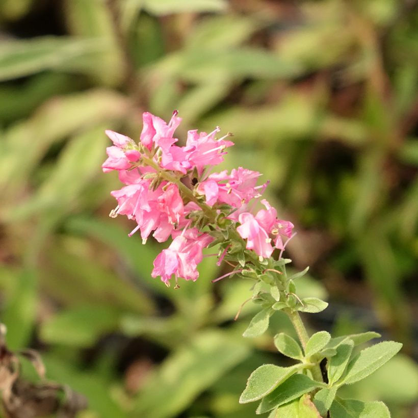 Ähriger Ehrenpreis Erika - Veronica spicata (Flowering)