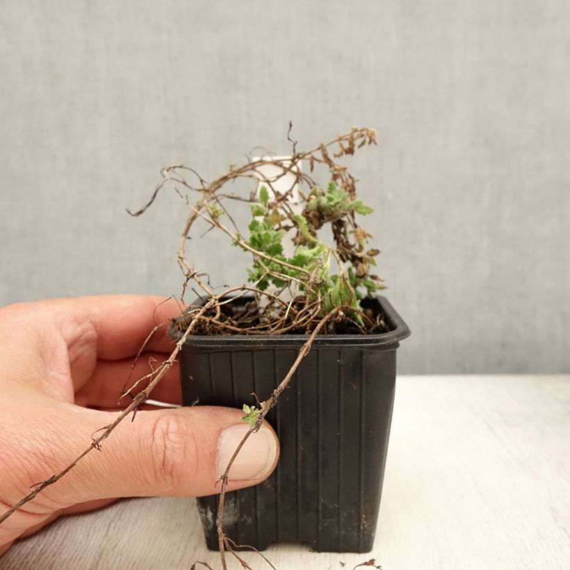 Exemplar von Veronica surculosa - Véronique drageonnante Kleine Töpfe von 7/8 cm wie im Frühjahr geliefert