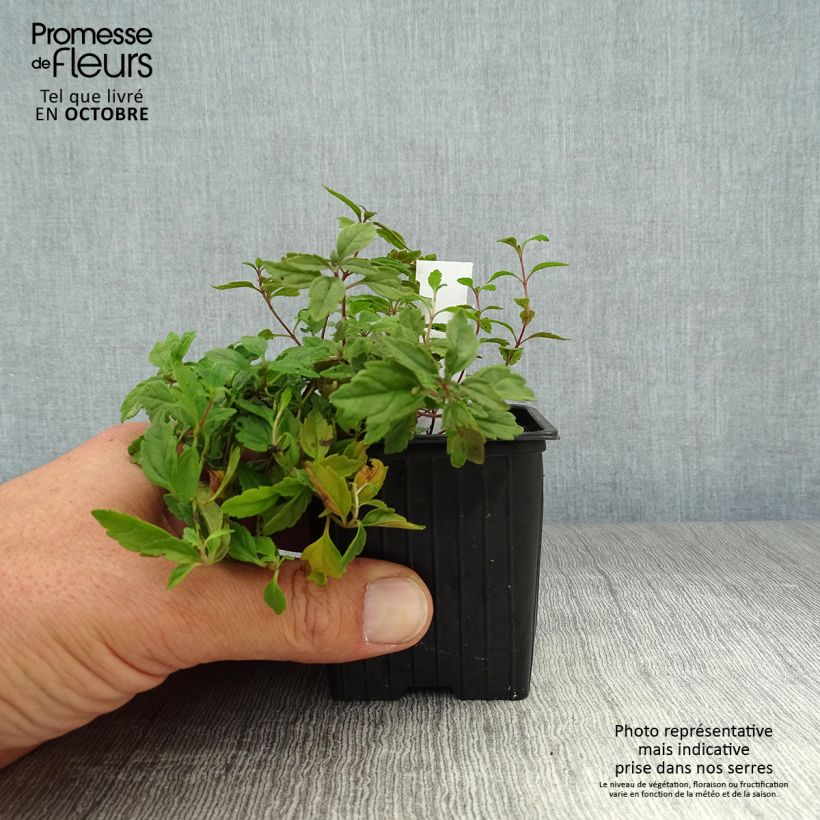 Exemplar von Ehrenpreis Georgia Blue - Veronica umbrosa Kleine Töpfe von 8/9 cm wie im Herbst geliefert