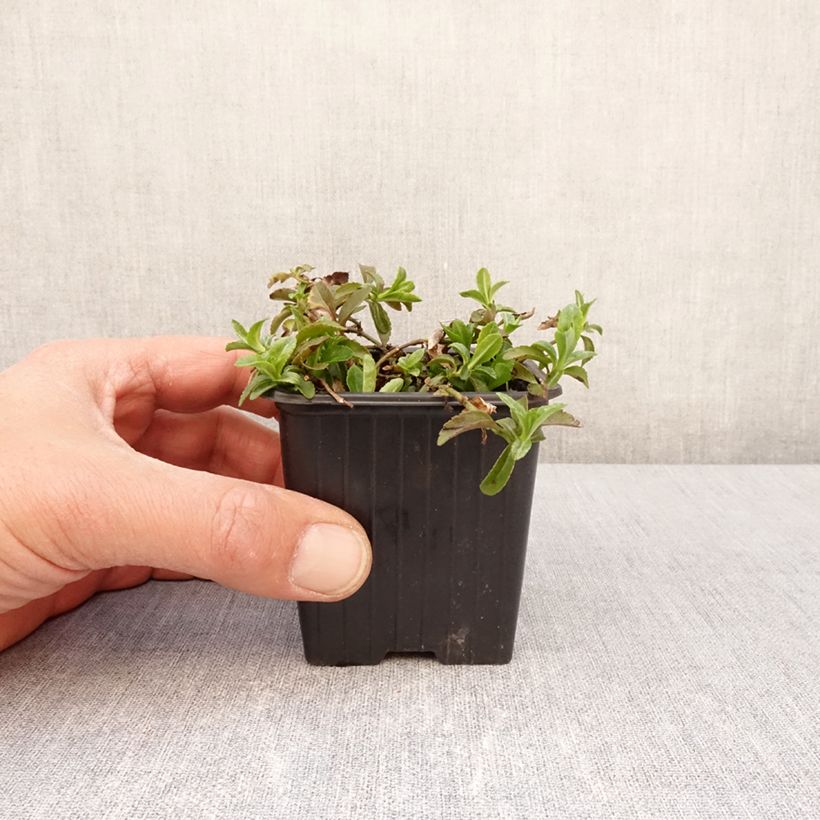 Example of Veronica Kentish Pink - Ehrenpreis Kleine Töpfe von 8/9 cm as you get in printemps