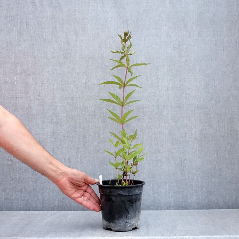 Example of Veronicastrum virginicum Adoration - Virginischer Arzneiehrenpreis Topf mit 2L/3L as you get in printemps