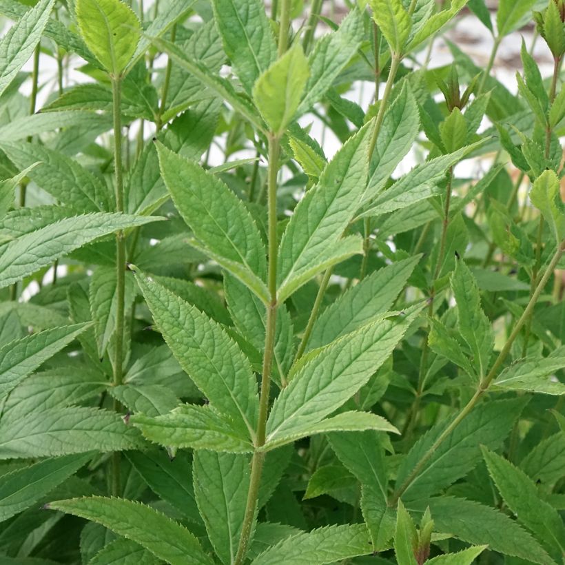 Veronicastrum virginicum Challenger - Virginischer Arzneiehrenpreis (Laub)