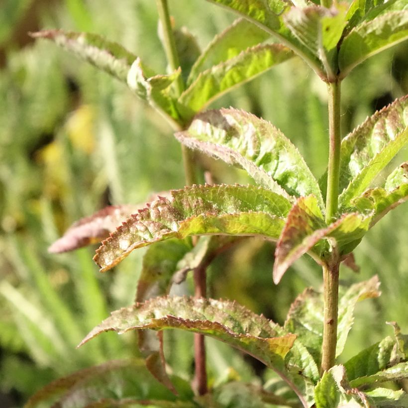 Veronicastrum virginicum Cupid - Virginischer Arzneiehrenpreis (Foliage)