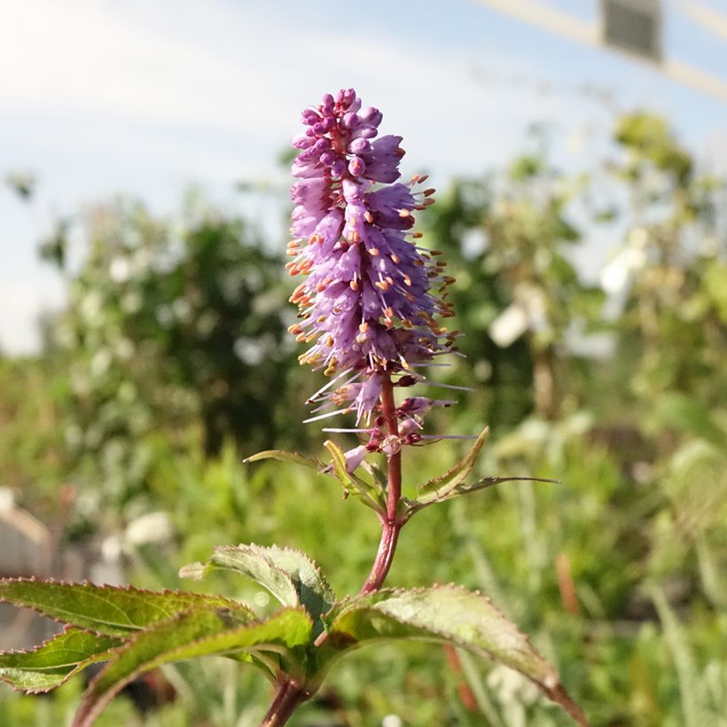 Veronicastrum virginicum Cupid - Virginischer Arzneiehrenpreis (Flowering)