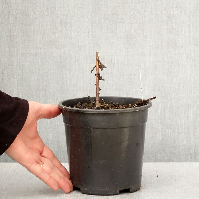 Example of Veronicastrum virginicum Fascination - Virginischer Arzneiehrenpreis Topf mit 2L/3L as you get in printemps