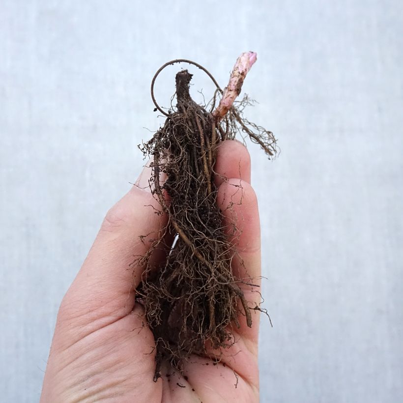 Example of Veronicastrum virginicum Fascination - Virginischer Arzneiehrenpreis Wurzelnackt as you get in hiver