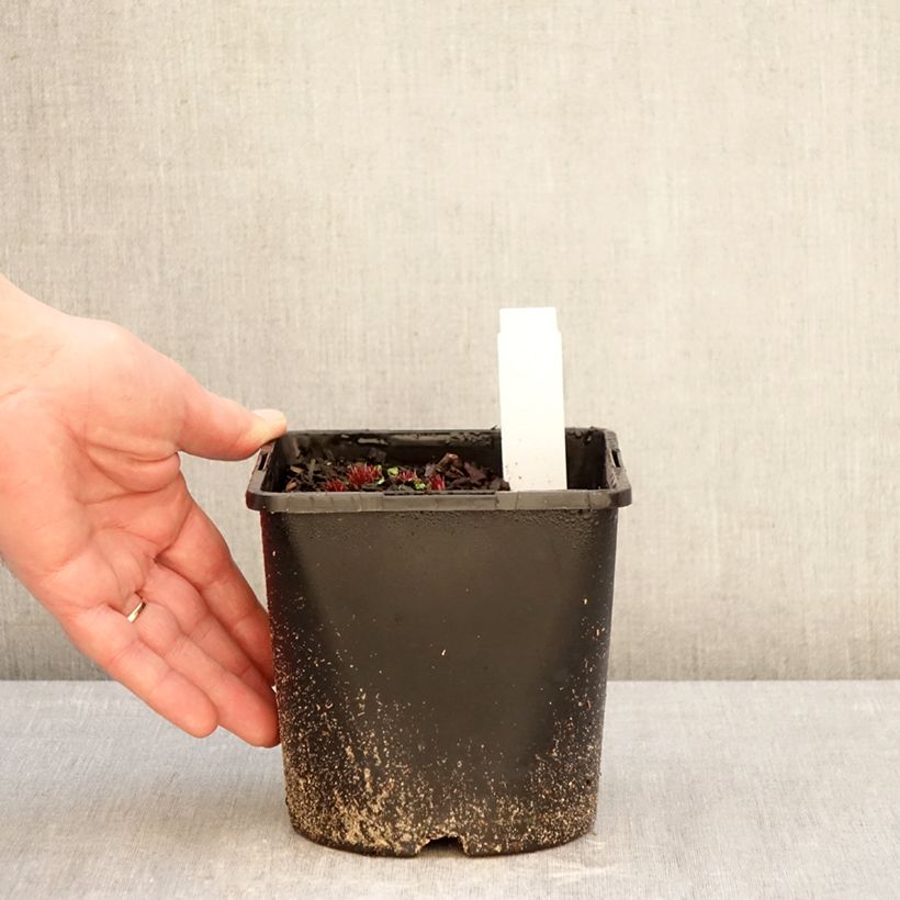 Exemplar von Veronicastrum virginicum Lavendelturm - Virginischer Arzneiehrenpreis Topf mit 2L/3L wie im Winter geliefert