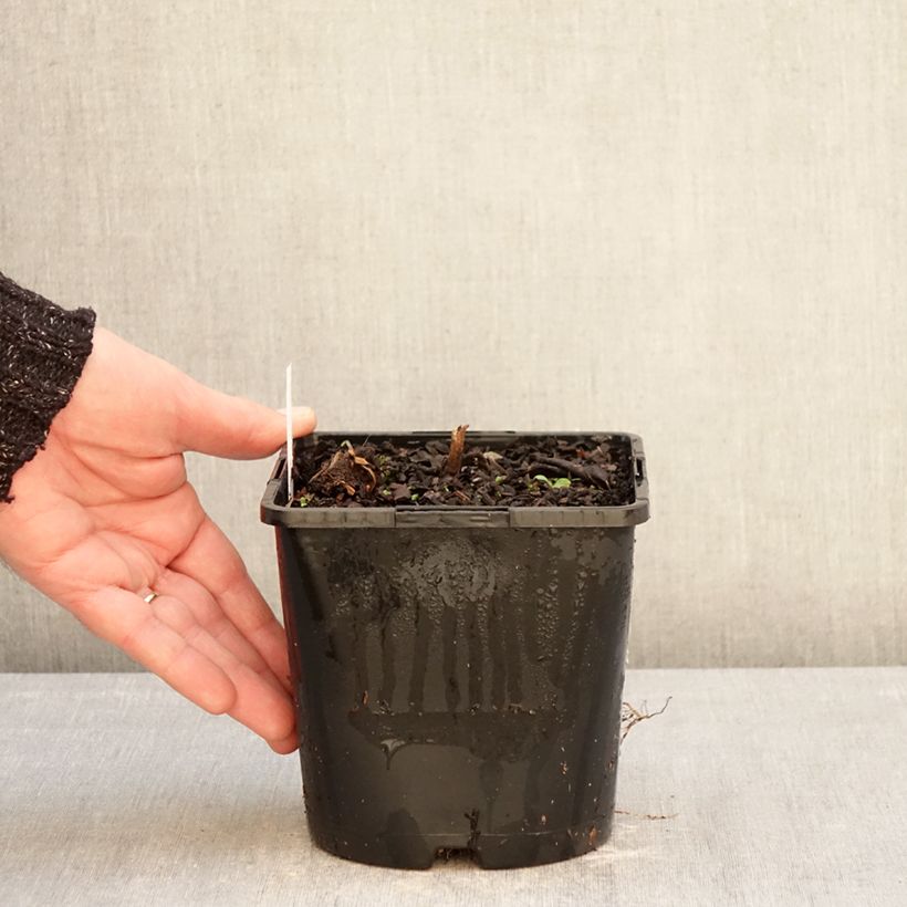 Exemplar von Veronicastrum virginicum Pink Glow - Virginischer Arzneiehrenpreis Topf mit 2L/3L wie im Winter geliefert