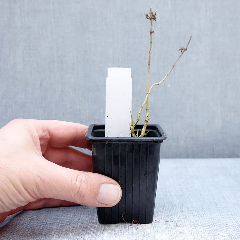 Exemplar von Zitronenstrauch - Aloysia triphylla Kleine Töpfe von 8/9 cm wie im Winter geliefert