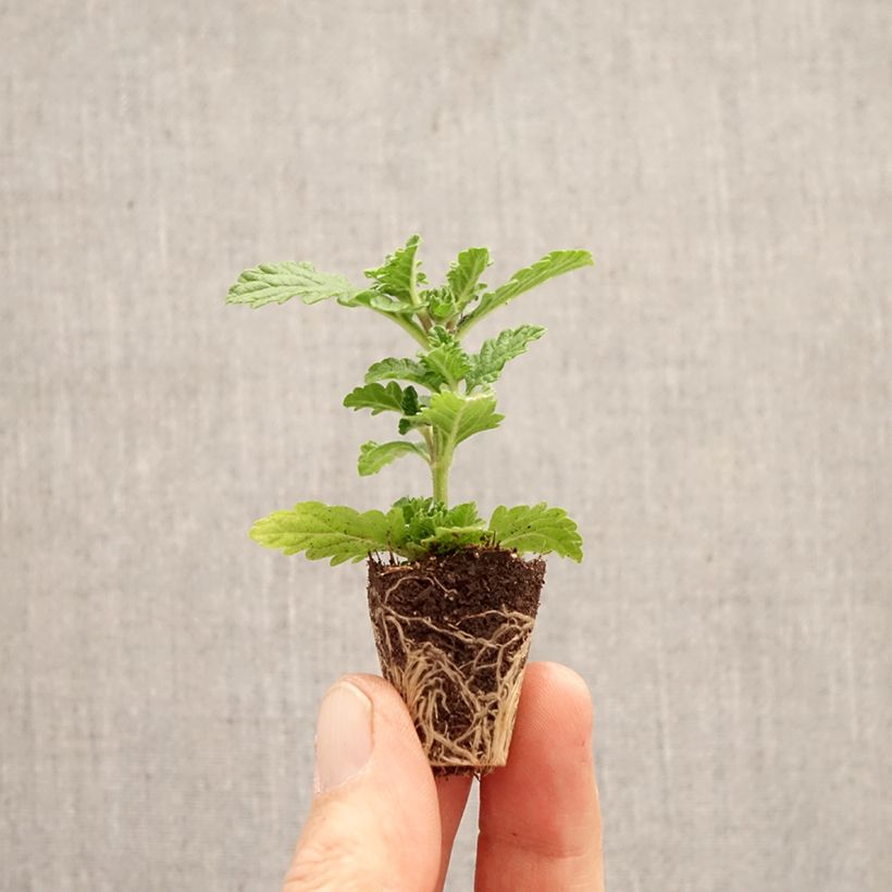 Exemplar von Verbena peruviana Firehouse Peppermint - Peruanisches Eisenkraut Mini-Plug Ø 3/4 cm wie im Frühjahr geliefert