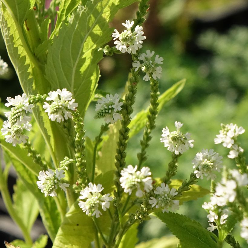 Verbena hastata White Spires - Lanzen-Eisenkraut (Blüte)