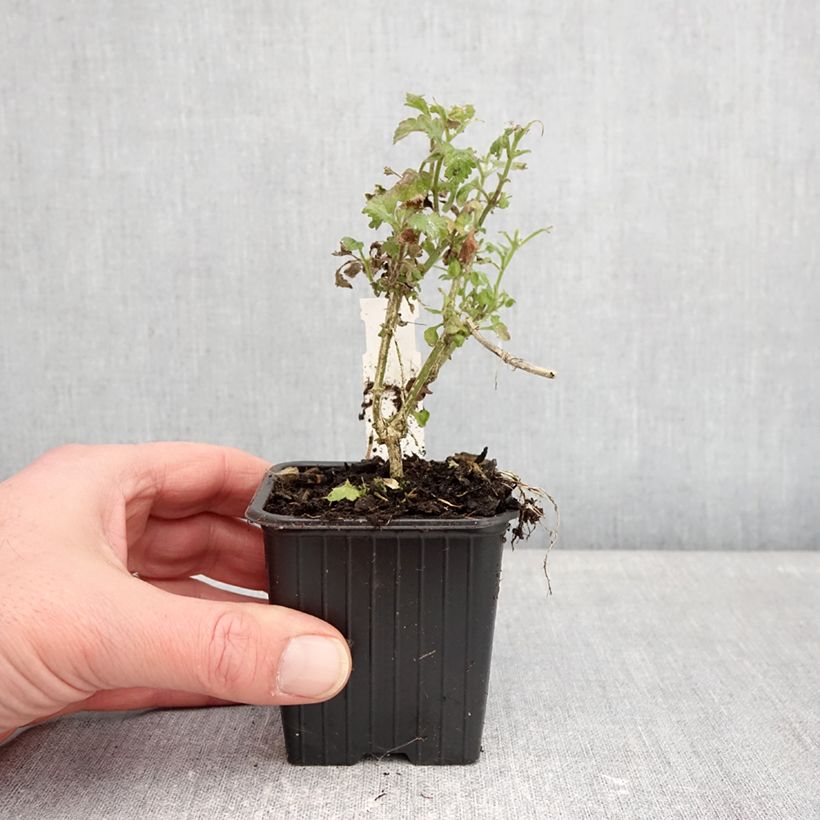 Exemplar von Verveine Pink Parfait Kleine Töpfe von 8/9 cm wie im Winter geliefert