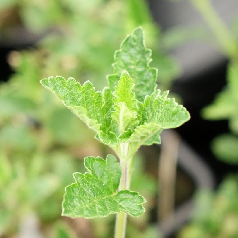 Glandularia hybrida Seabrook's Lavender - Drüseneisenkraut (Laub)