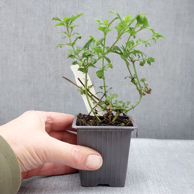 Exemplar von Glandularia hybrida Seabrook's Lavender - Drüseneisenkraut Kleine Töpfe von 8/9 cm wie im Winter geliefert